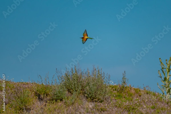 Fototapeta European Bee-eater (Merops apiaster) in Mid-Flight over the Wildflower Meadows of the Danube Delta, Romania – Vivid Colors in Untamed Eastern European Wilderness