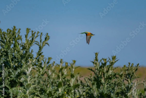 Fototapeta European Bee-eater (Merops apiaster) in Mid-Flight over the Wildflower Meadows of the Danube Delta, Romania – Vivid Colors in Untamed Eastern European Wilderness