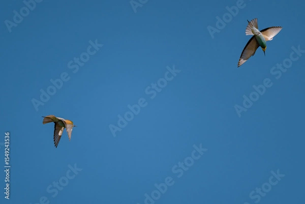 Fototapeta European Bee-eater (Merops apiaster) in Mid-Flight over the Wildflower Meadows of the Danube Delta, Romania – Vivid Colors in Untamed Eastern European Wilderness