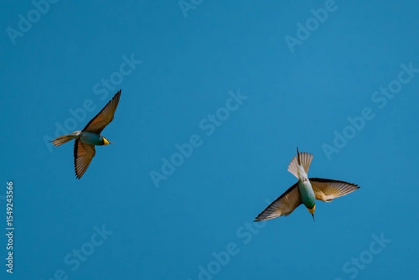 Fototapeta European Bee-eater (Merops apiaster) in Mid-Flight over the Wildflower Meadows of the Danube Delta, Romania – Vivid Colors in Untamed Eastern European Wilderness