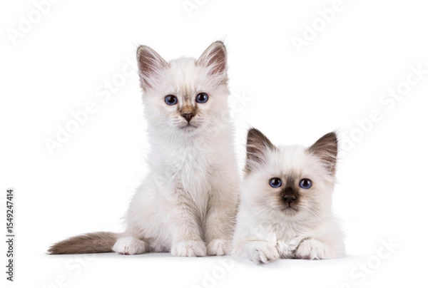 Obraz Adorable duo Sacred Birman cat kittens, sitting and laying beside each other. Both looking towards camera with breed specific blue eyes. Isolated on a white background.