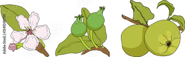 Obraz Colorful apples, perfect for educational or botanical designs. High quality illustration.