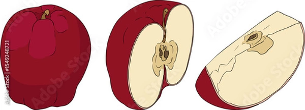 Obraz Colorful apples, perfect for educational or botanical designs. High quality illustration.