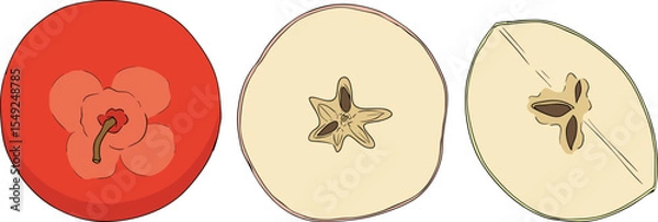 Obraz Colorful apples, perfect for educational or botanical designs. High quality illustration.