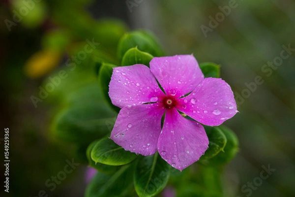 Obraz Madagascar periwinkle or Catharanthus roseus or Rose periwinkle or Rosy periwinkle single bright pink flower with darker center sprinkled with water drops