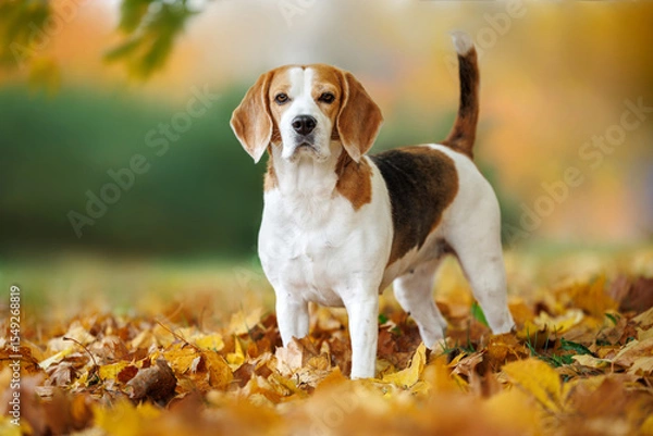 Obraz beautiful beagle dog standing in the park in autumn