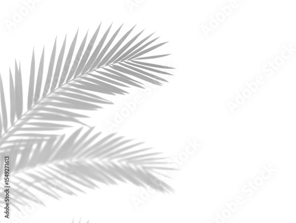 Fototapeta Realistic shadow overlay effect. Natural palm leaf shadows isolated on transparent background. Tropical coconut branch shade, foliage silhouette decoration. Design element for summer spring projects