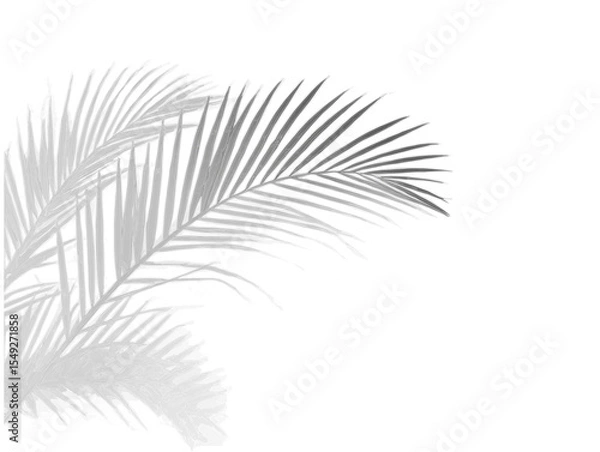 Fototapeta Realistic shadow overlay effect. Natural palm leaf shadows isolated on transparent background. Tropical coconut branch shade, foliage silhouette decoration. Design element for summer spring projects