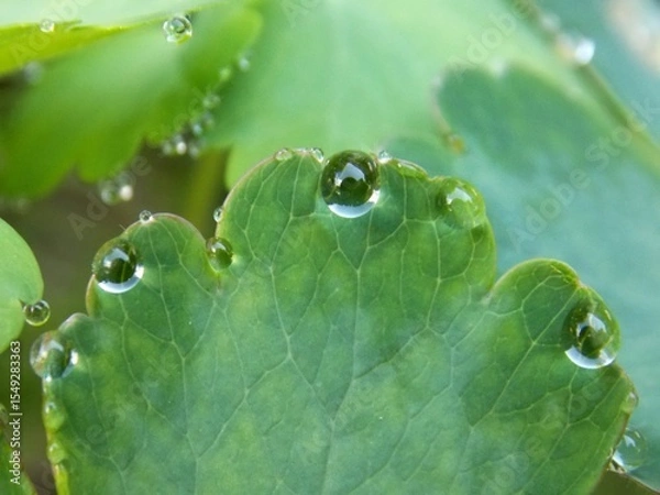 Fototapeta drops of water from the rain on the leaf of a plant