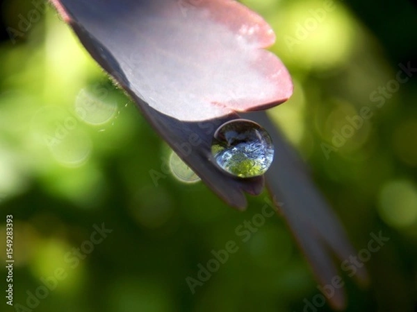 Fototapeta a raindrop on a leaf and a reflection in it