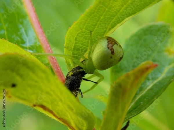Fototapeta a small spider with captured prey