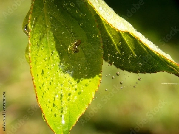 Fototapeta raindrops on a spider web and a spider