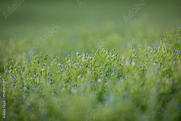 Obraz A close up of linum usitatissimum, commonly known as flax or linseed, with the buds closed on a summer's evening