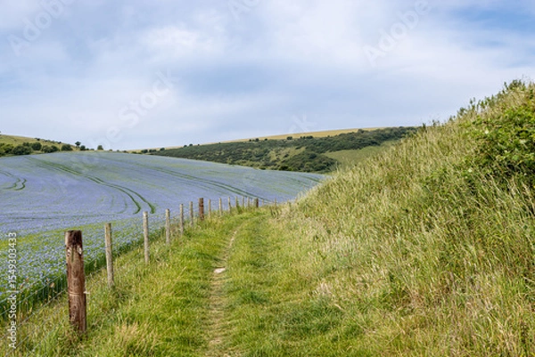 Obraz A pathway running alongside farmland with flax growing, on a summer's day