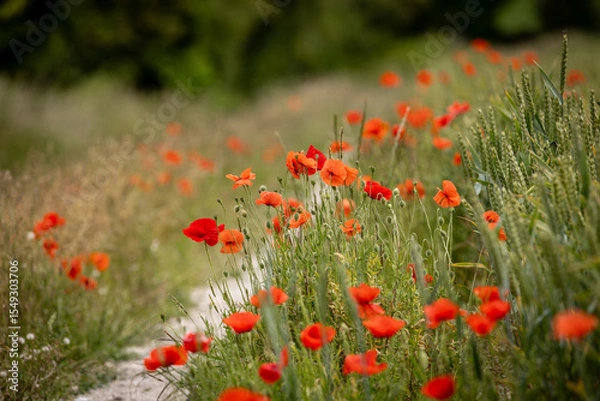Obraz Vibrant poppies growing along the South Downs Way, on a summer's day in Sussex