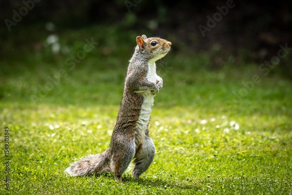 Obraz A grey squirrel standing up on a lawn in Sussex, with a shallow depth of field