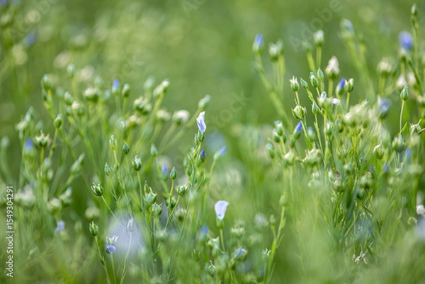 Obraz A close up of flax crops in rural Sussex, with the buds closed in the evening light