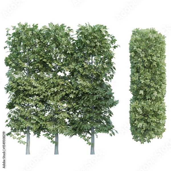 Fototapeta hornbeam set isolated on transparant background. 3d illustration