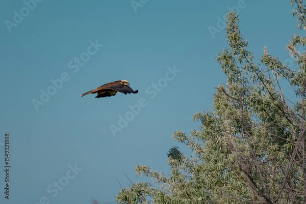 Fototapeta Western Marsh Harrier (Circus aeruginosus) Hovering Above the Reeds in the Danube Delta, Romania – Majestic Bird of Prey in Pristine Wetland Habitat of Eastern Europe