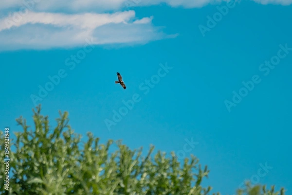 Fototapeta Western Marsh Harrier (Circus aeruginosus) Hovering Above the Reeds in the Danube Delta, Romania – Majestic Bird of Prey in Pristine Wetland Habitat of Eastern Europe