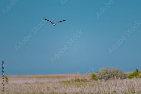 Fototapeta Western Marsh Harrier (Circus aeruginosus) Hovering Above the Reeds in the Danube Delta, Romania – Majestic Bird of Prey in Pristine Wetland Habitat of Eastern Europe