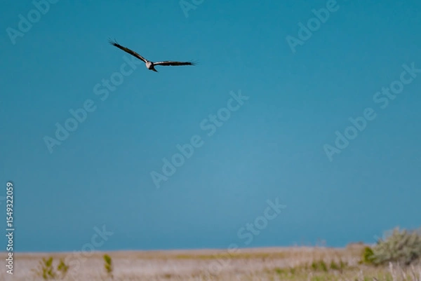 Fototapeta Western Marsh Harrier (Circus aeruginosus) Hovering Above the Reeds in the Danube Delta, Romania – Majestic Bird of Prey in Pristine Wetland Habitat of Eastern Europe