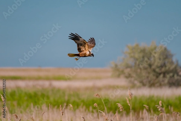 Fototapeta Western Marsh Harrier (Circus aeruginosus) Hovering Above the Reeds in the Danube Delta, Romania – Majestic Bird of Prey in Pristine Wetland Habitat of Eastern Europe