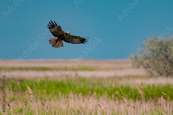 Fototapeta Western Marsh Harrier (Circus aeruginosus) Hovering Above the Reeds in the Danube Delta, Romania – Majestic Bird of Prey in Pristine Wetland Habitat of Eastern Europe