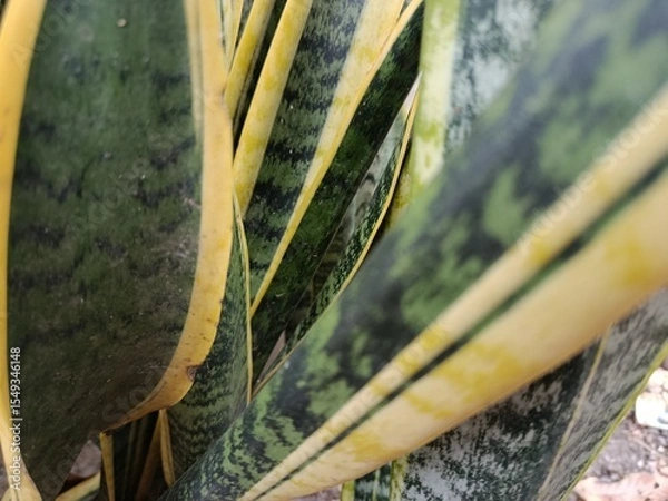 Obraz tree bark texture