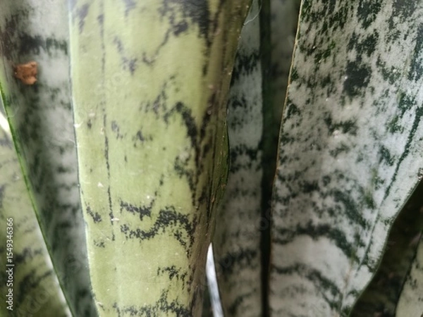 Obraz tree bark texture