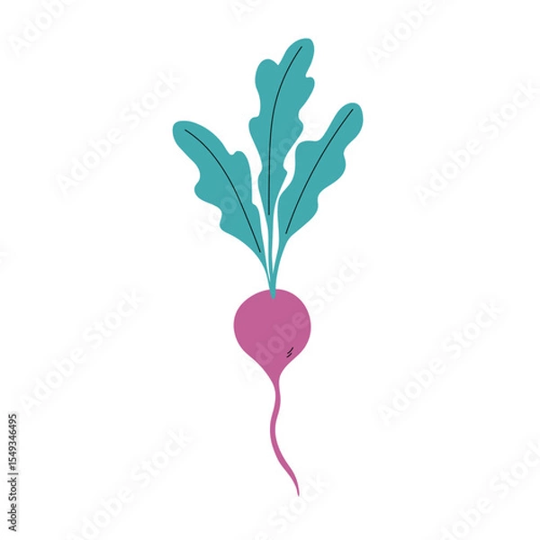 Obraz Radish colored sketch on isolated background. Vector vegetable graphic, botanical flat illustration. Organic radish with leaves, food, harvest. Design for label, logo, card, paper, sign, wrapping