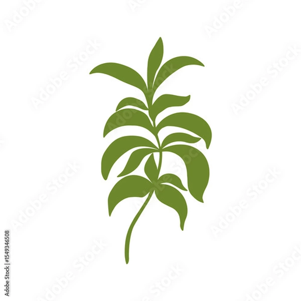 Obraz Stevia leaves plant silhouette logo. Botanical vector green branch of sugar flower for sign, print, card, label. Food ingredient, harvest, sweetener, natural sweets. Hand drawn isolated illustration 