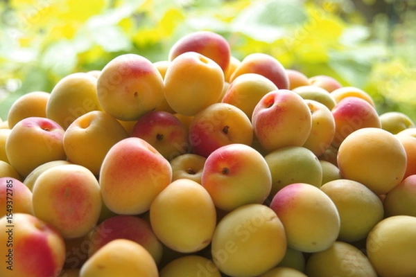 Obraz 複数の梅　完熟梅　梅の季節