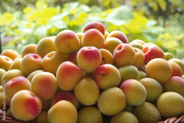 Obraz 複数の梅　完熟梅　梅の季節