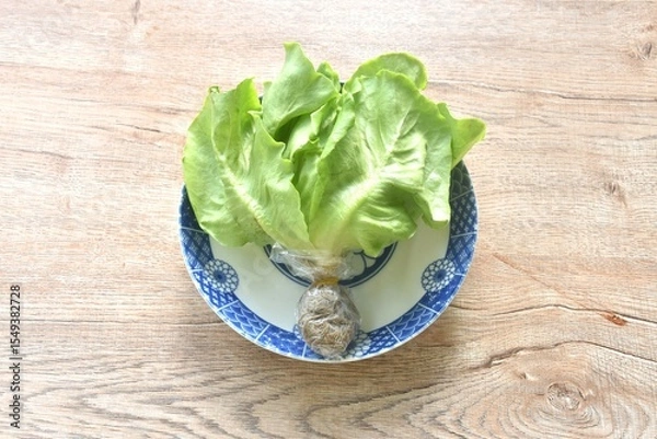Obraz fresh green cos or  Romaine lettuce vegetable salad with drop of water arranging on plate