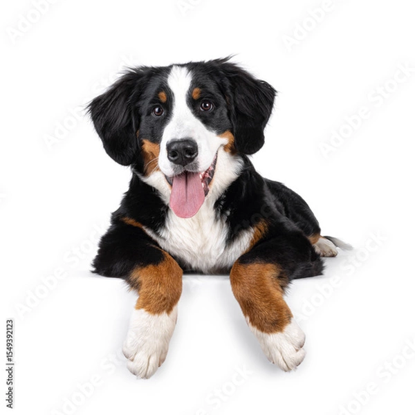 Obraz Gorgeous young Berner Sennen dog, laying down facing front on an edge. Looking towards camera. Isolated on a white background. Mouth open, tongue out.