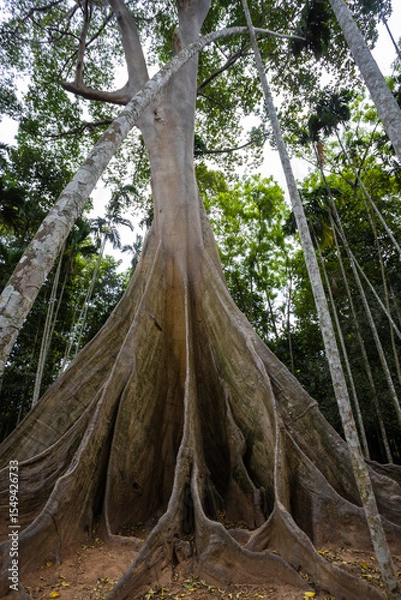 Fototapeta 
This giant tree is 300 years old and is located in Ban Sanam, Ban Rai, Utah Thani District. It is a large tree that stands out with its large buttresses and is home to many bees.
