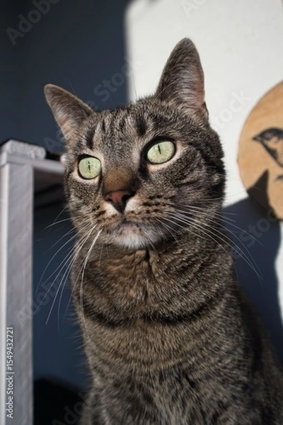 Fototapeta Portrait of a cat looking curiously