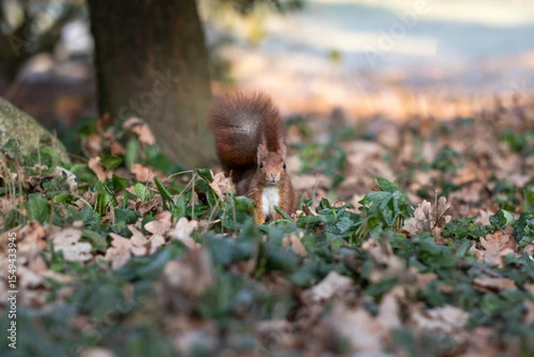 Fototapeta Squirrel looks curiously into the camera