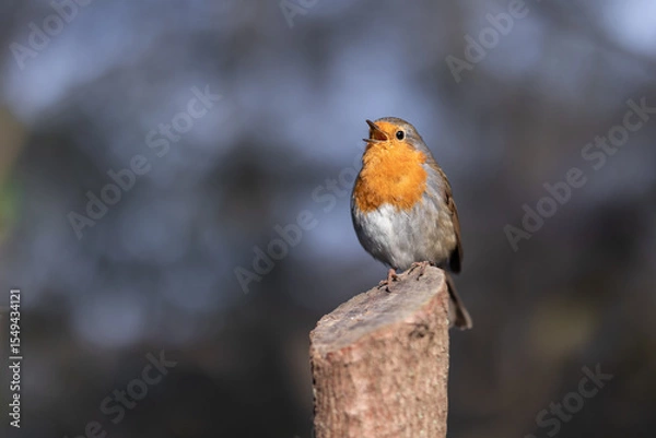Fototapeta Robin portrait - bird sitting on a tree trunk and chirping