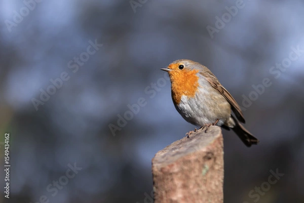 Fototapeta Robin portrait - bird sitting on a tree trunk