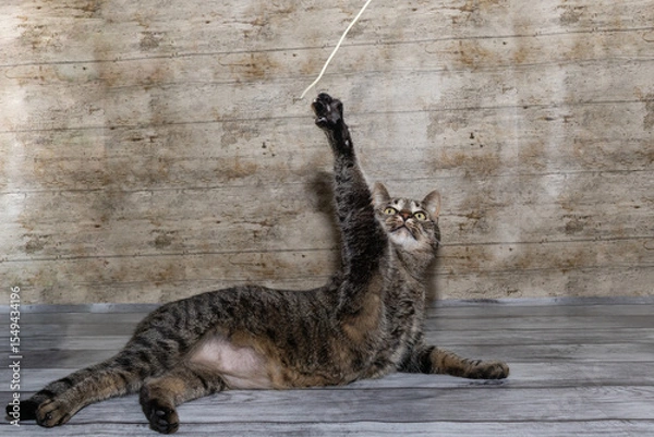 Fototapeta Cat lying in the studio and trying to catch a spaghetti noodle