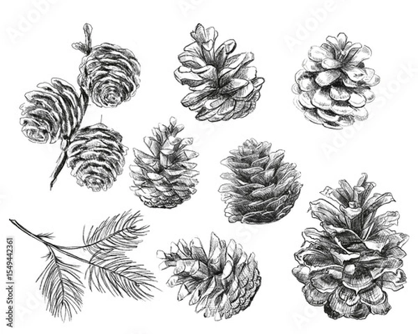 Fototapeta A set of cones from the forest. Cones, branches of fir and pine trees. The illustration is hand-drawn in black pencil. Black and white set for your creativity.	
