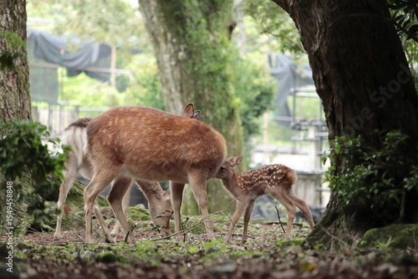 Fototapeta 奈良　奈良公園　奈良の鹿　奈良直