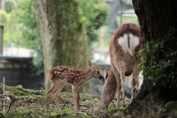 Fototapeta 奈良　奈良公園　奈良の鹿　奈良直