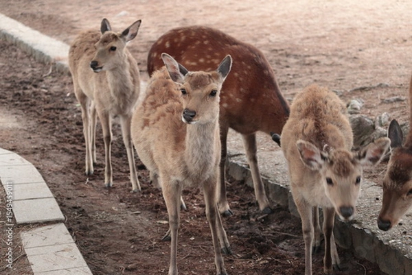 Fototapeta 奈良　奈良公園　奈良の鹿　奈良直