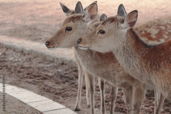 Fototapeta 奈良　奈良公園　奈良の鹿　奈良直