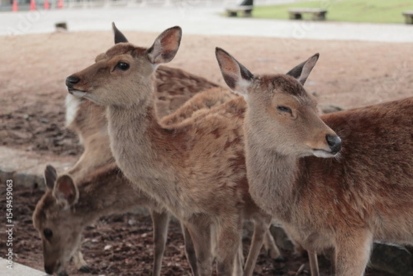 Fototapeta 奈良　奈良公園　奈良の鹿　奈良直