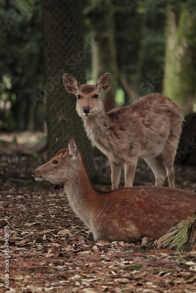 Fototapeta 奈良　奈良公園　奈良の鹿　奈良鹿