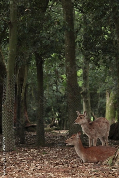Fototapeta 奈良　奈良公園　奈良の鹿　奈良鹿